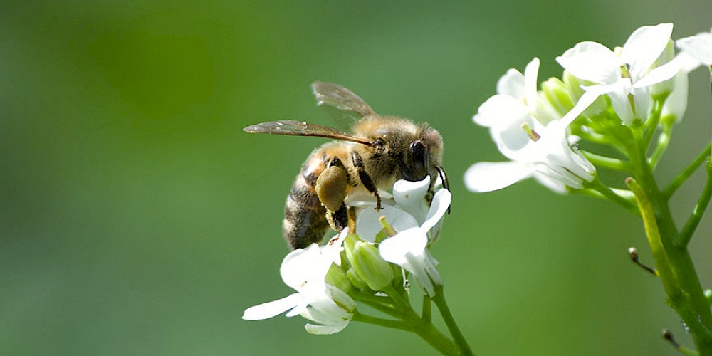 Eine Biene ist nur eines dieser unglaublichen Vielfalt der Pflanzen, Tiere und Mikroorganismen, die unseren Planeten bevölkern