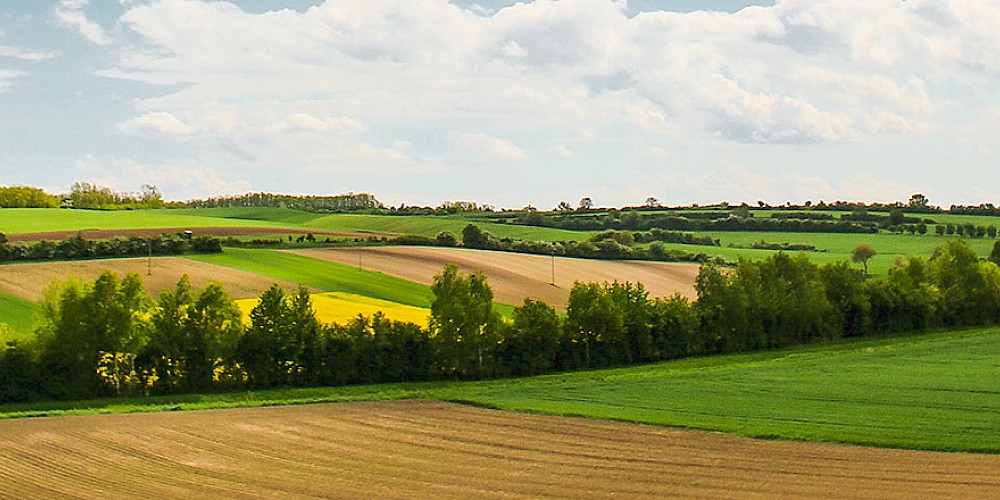 Landschaftsbild von mehreren Feldern und Bäumen